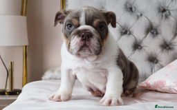 English Bulldog dogs for sale: Beautiful girl looking for a new home  - Image 3