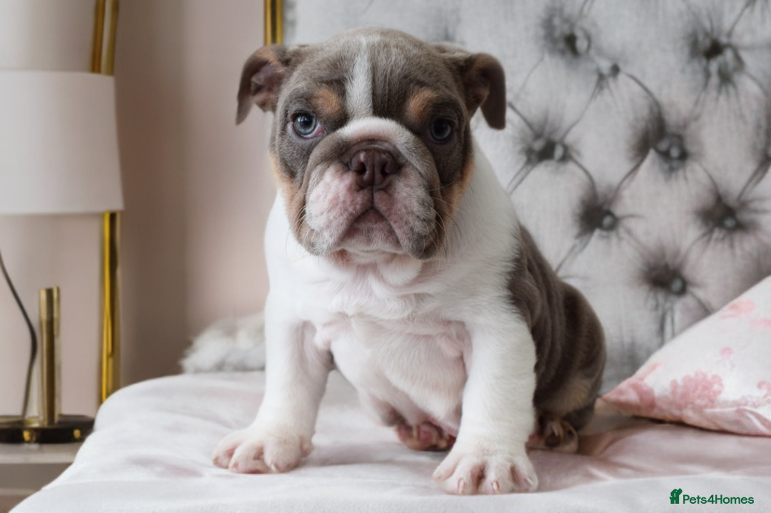 English Bulldog dogs for sale: Beautiful girl looking for a new home  - Image 3