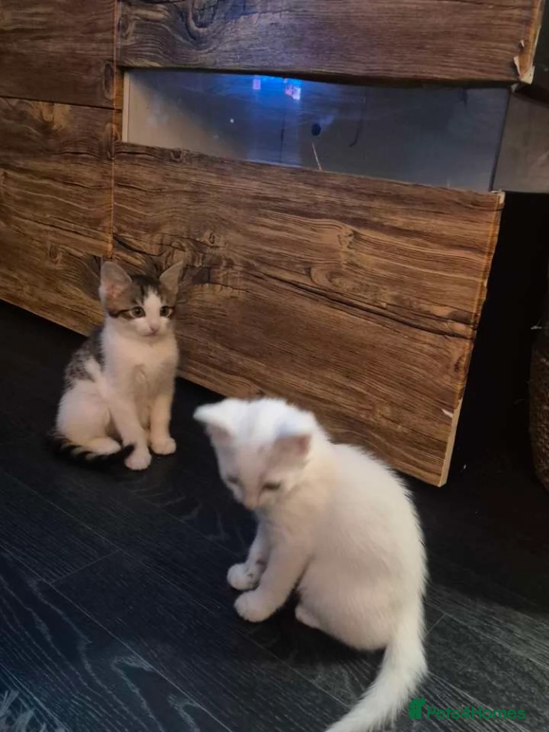 Mixed Breed cats for sale: 4 male kittens  in Lincoln - Advert 8