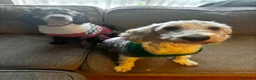 Cockapoo dogs for sale: Male Cockapoo dog looking for his forever home - Advert 8