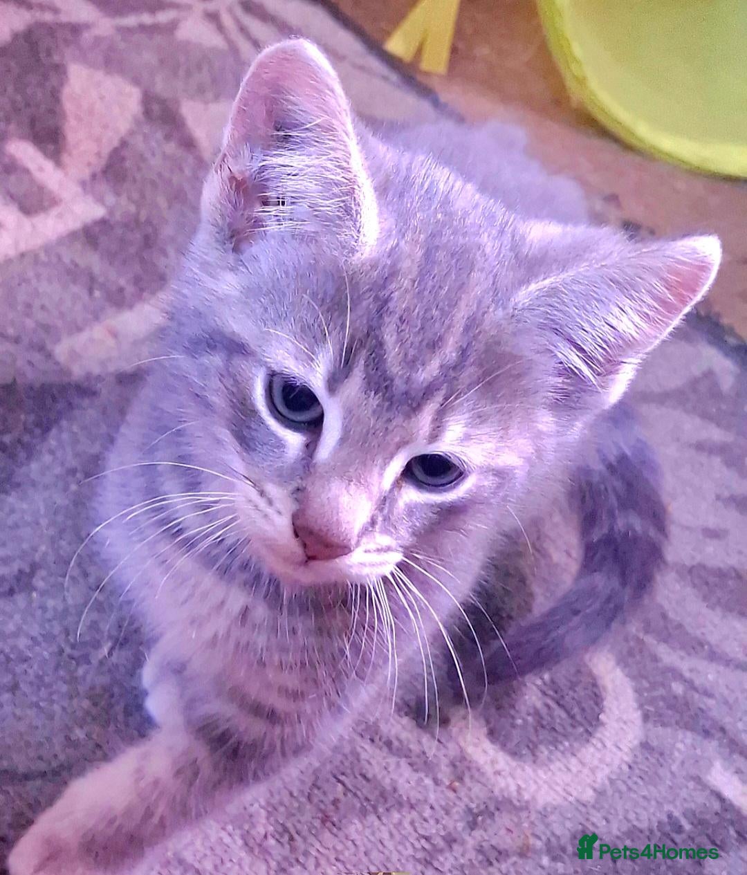 Mixed Breed cats Beautiful Kittens 😻 - Advert 2