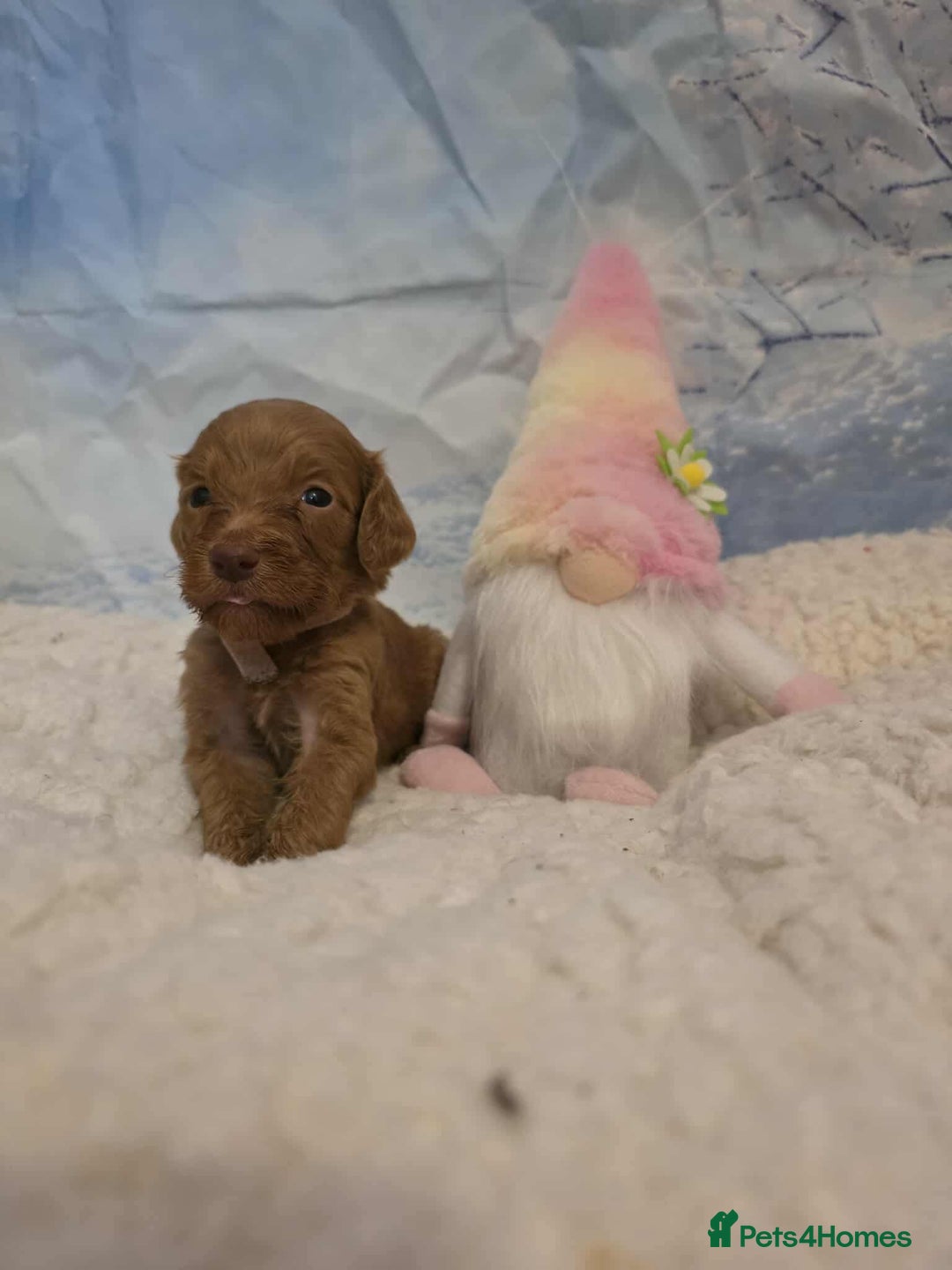 Irish Doodle dogs for sale: Stunning mahogany red Irish doodles READY NOW   - Advert 27