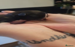 Shih Tzu dogs for sale: shih tzu puppies  - Advert 24