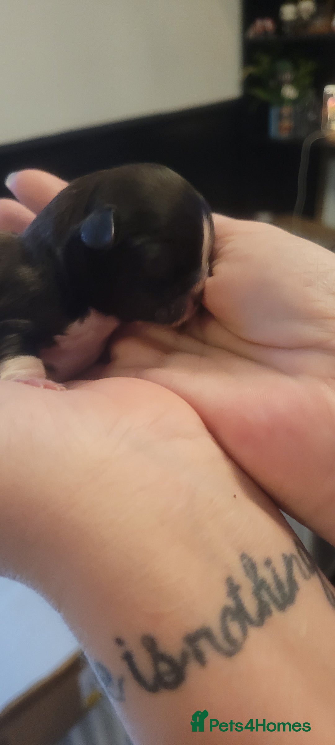 Shih Tzu dogs for sale: shih tzu puppies  - Advert 24