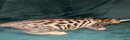 Bengal cats for sale: 3/4 bengal, 1/4 rag doll  in Birmingham - Advert 6