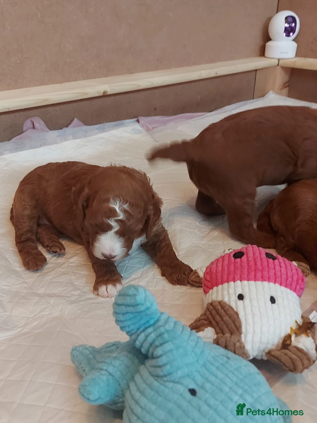 Cockapoo dogs for sale: X3 f1b cockapoo puppies  - Advert 32