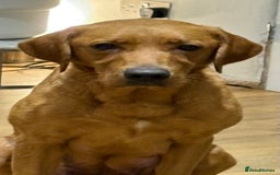Labrador Retriever dogs for sale: Beautiful kc registered fox red labs - Image 10