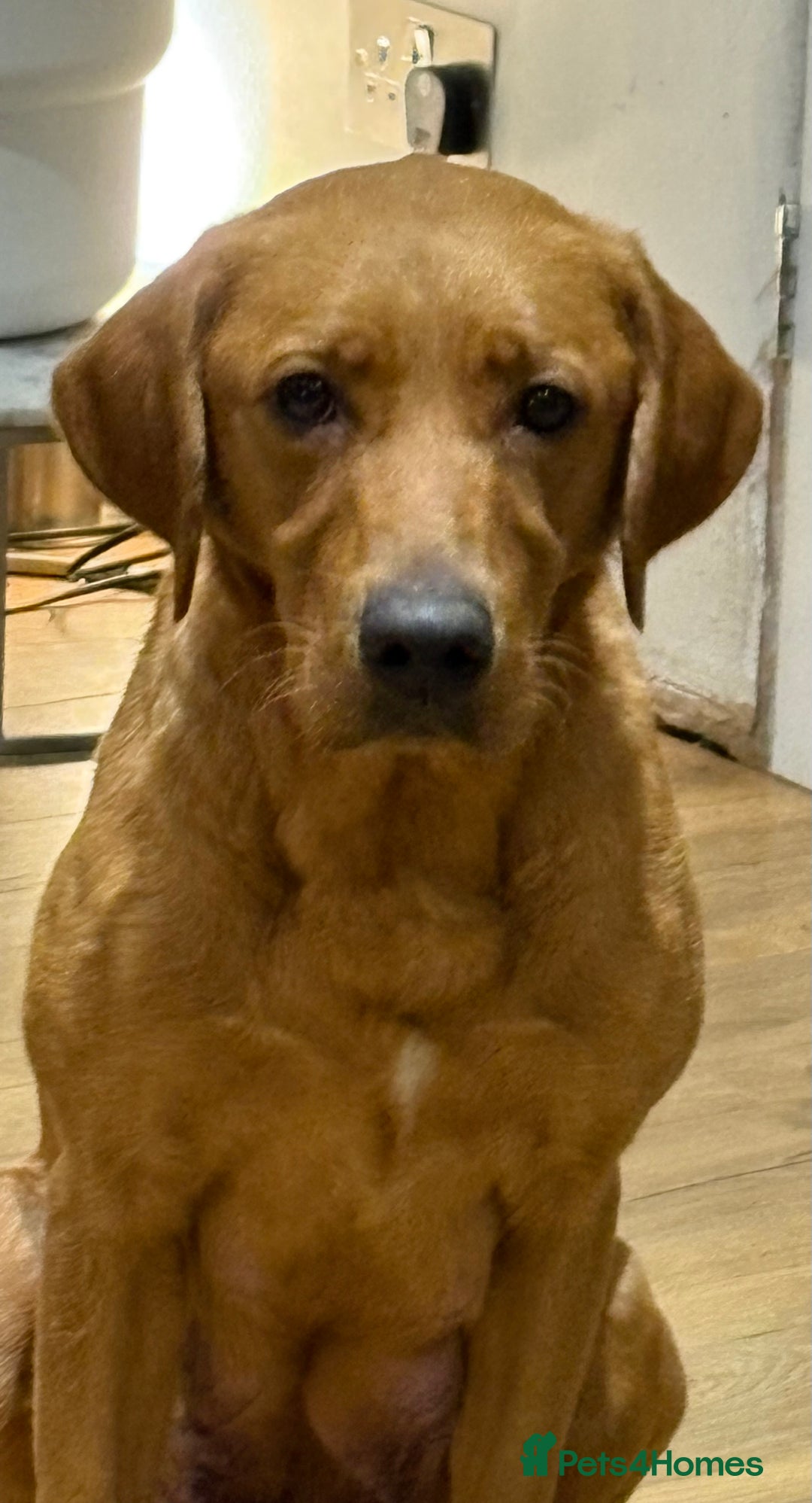 Labrador Retriever dogs for sale: Beautiful kc registered fox red labs - Image 10
