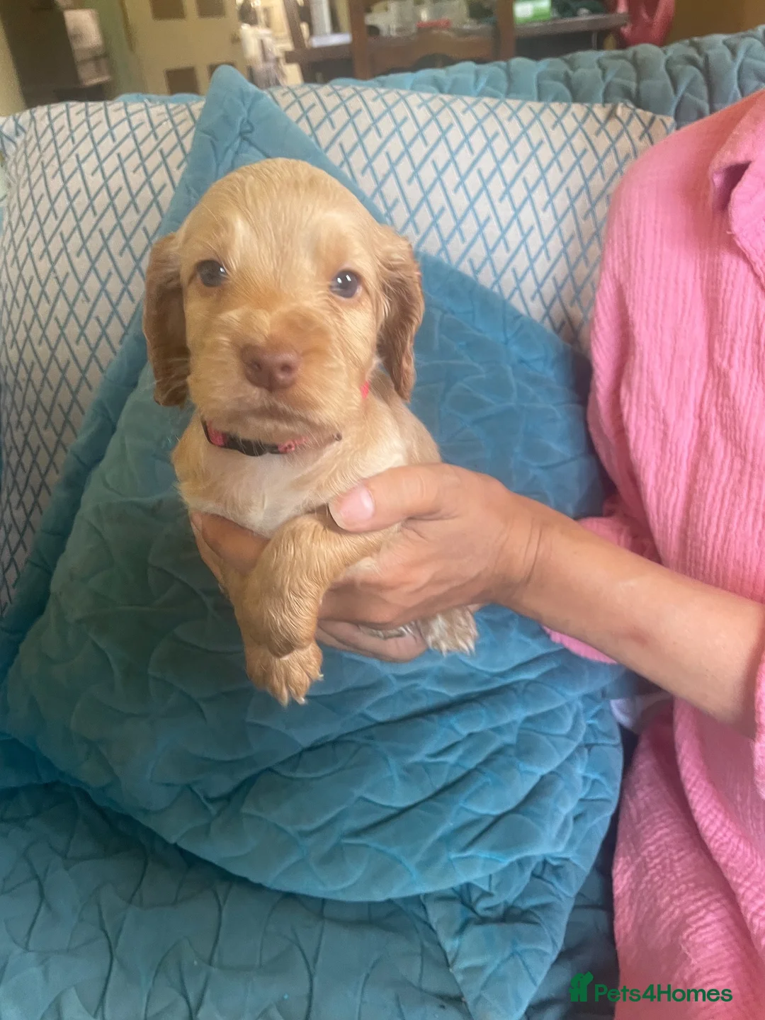 Cocker Spaniel dogs for sale: 6 KC 5th generation pups! in Dorking - Advert 19