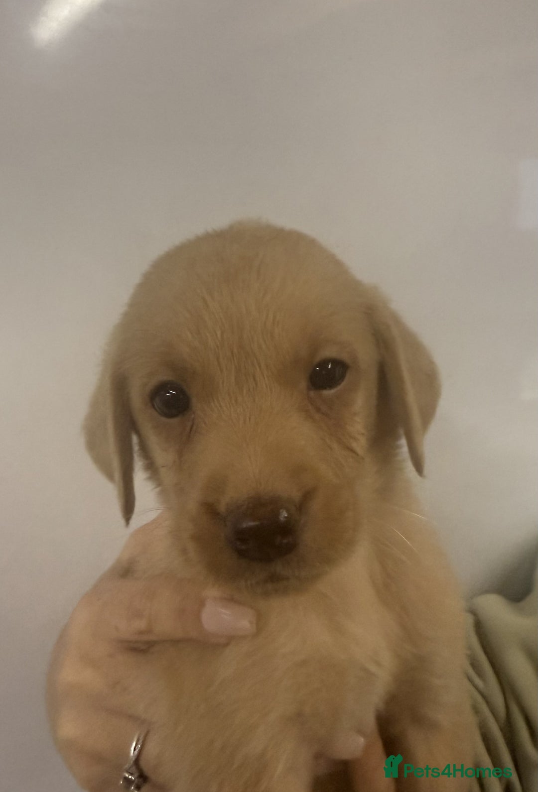 Labrador Retriever dogs for sale: Labrador Puppies For Sale - Advert 10