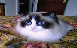 Ragdoll cats for sale: GCCF pedigree ragdoll kittens for sale £850 -£1100 - Image 36