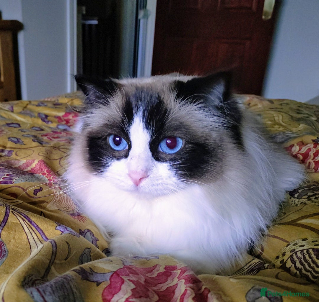 Ragdoll cats for sale: GCCF pedigree ragdoll kittens for sale £850 -£1100 - Image 36