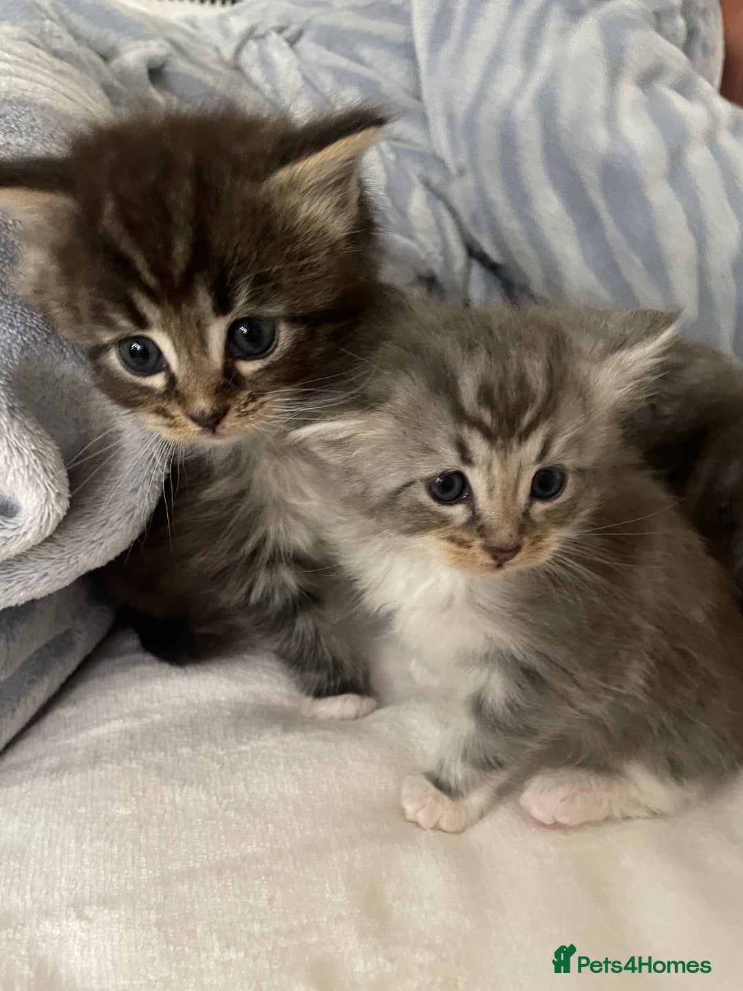 Maine Coon cats for sale: ✨Beautiful Mainecoon/Ragdoll mix kittens✨ - Advert 5