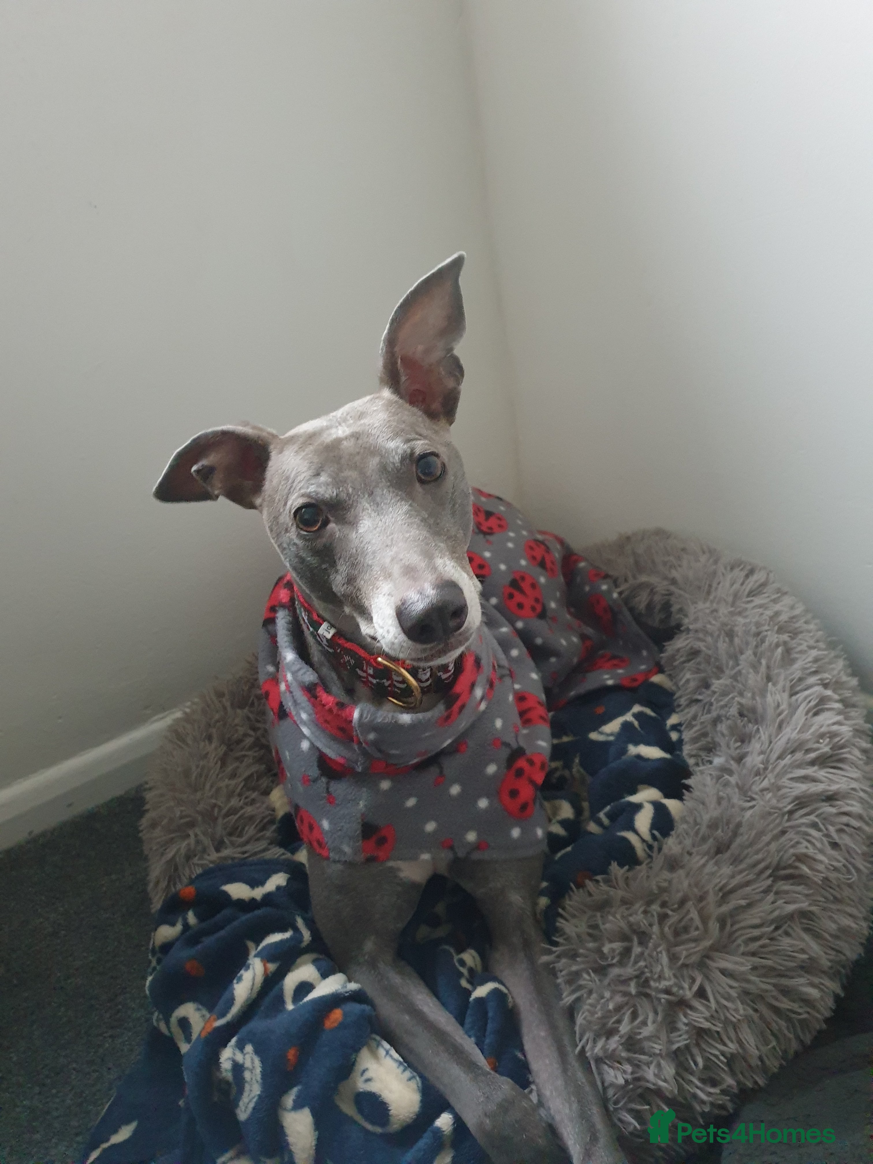 Mixed Breed dogs Sweet girl Sky - Advert 3