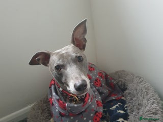 Mixed Breed dogs Sweet girl Sky - Advert 1