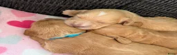 Cocker Spaniel dogs for sale: Stunning cocker spaniel pups  - Advert 16