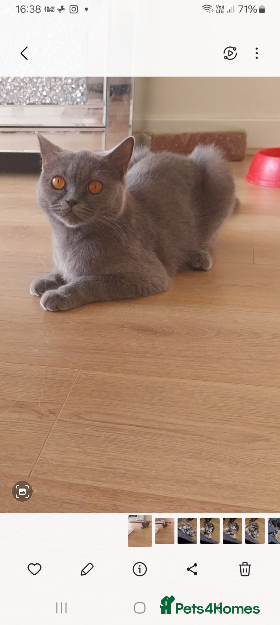 British Shorthair cats Bsh female  - Advert 1
