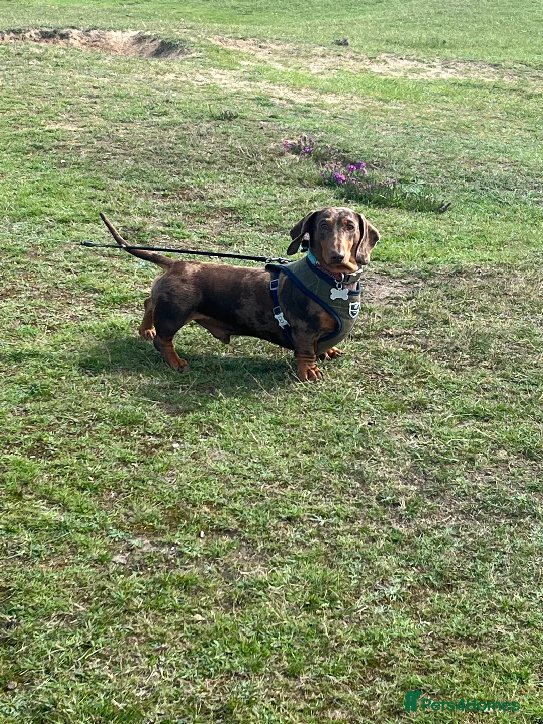 Miniature Dachshund dogs for stud: 🔥For stud proven miniature dachshund🔥   in Windsor - Advert 13