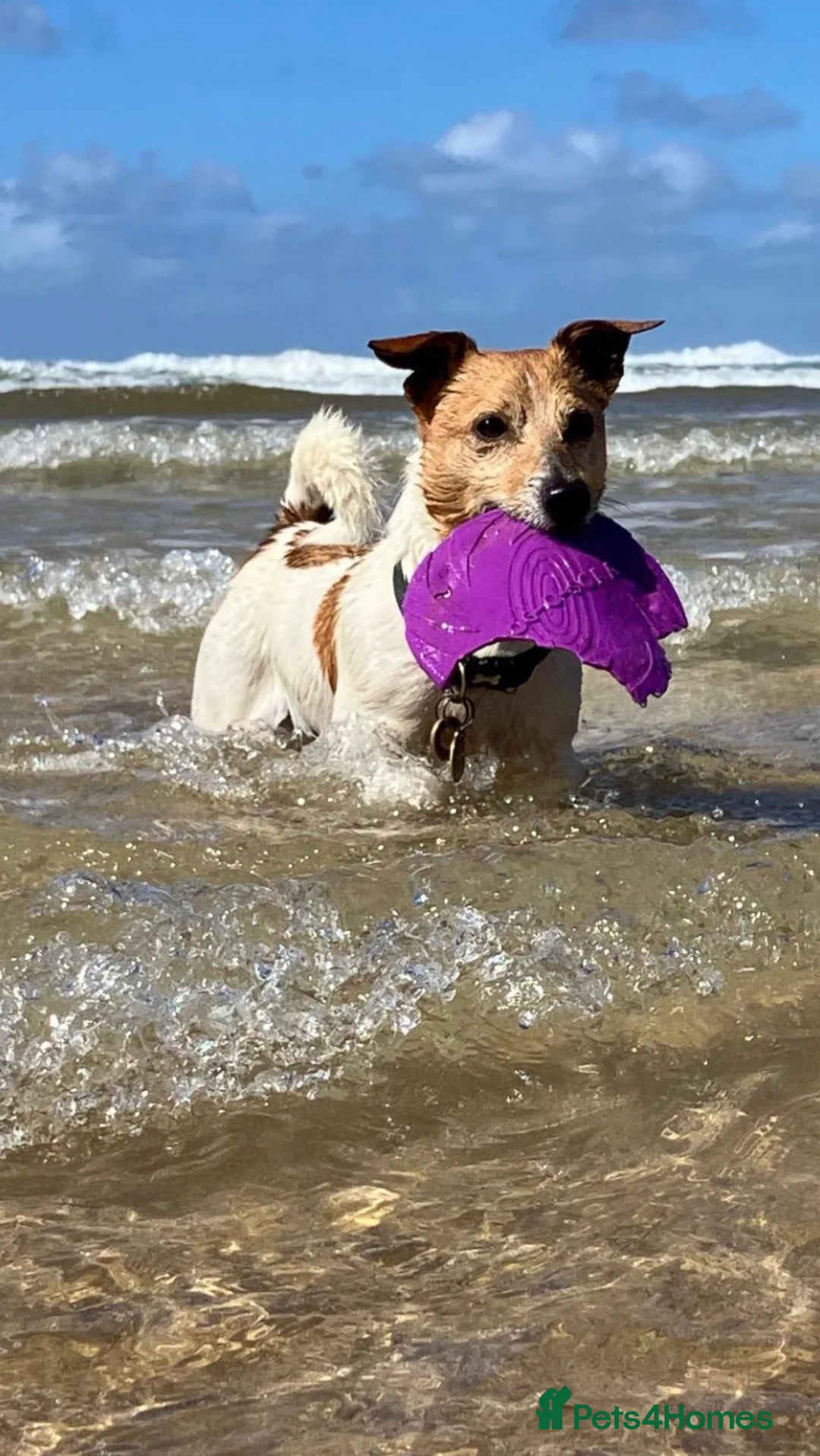 Jack Russell dogs for sale: Three beautiful Jack Russell boys for sale  - Advert 2