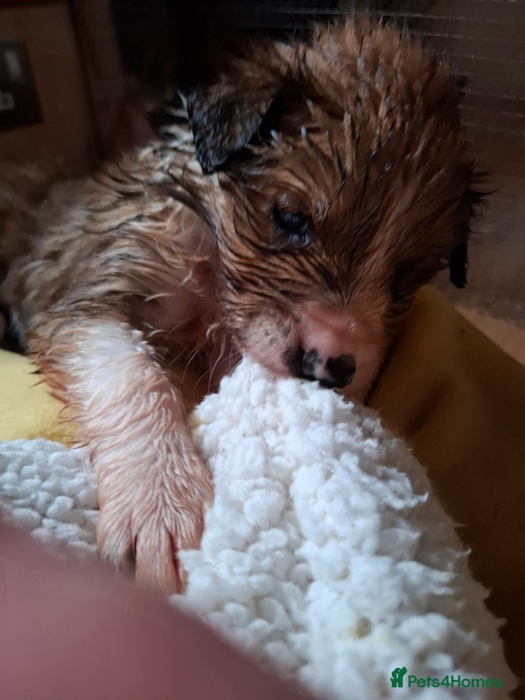 Border Collie dogs for sale: 7 border collie pups 🌟  - Image 7