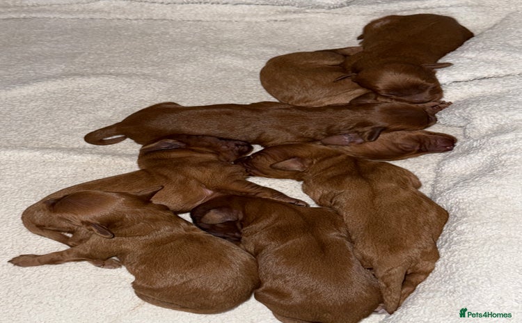 Cavapoo dogs - Advert 5