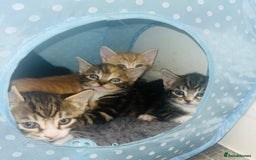 Mixed Breed cats for sale: Adorable Kittens with Stunning Markings - Image 3