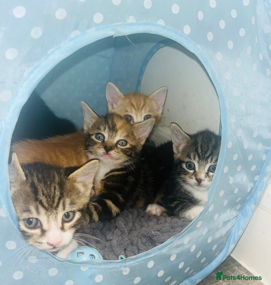 Mixed Breed cats for sale: Adorable Kittens with Stunning Markings - Image 3