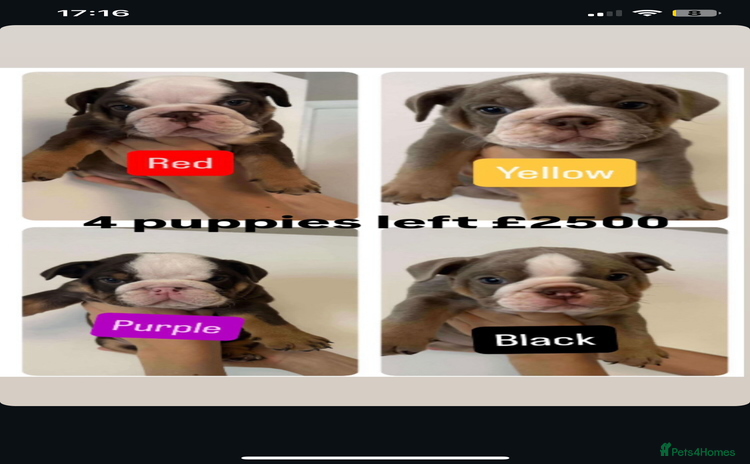 English Bulldog dogs - Advert 4