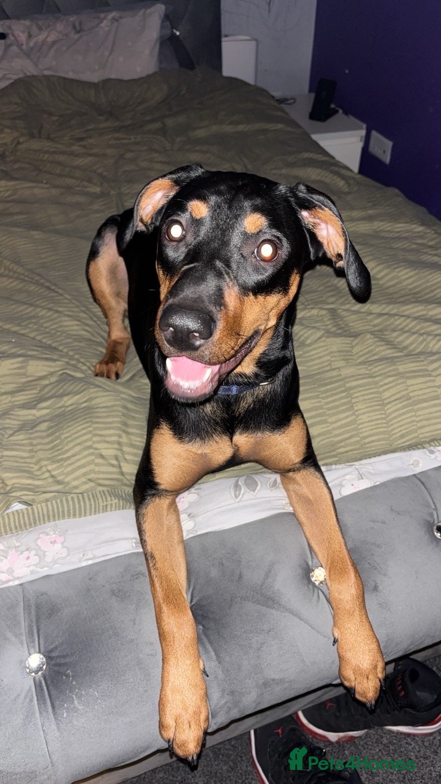 Mixed Breed dogs Millie for a loving Home  - Advert 6