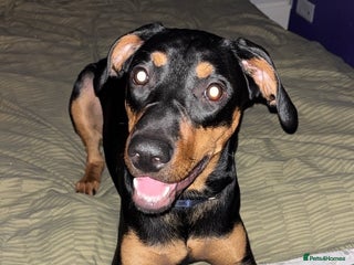 Mixed Breed dogs Millie for a loving Home - Advert 6