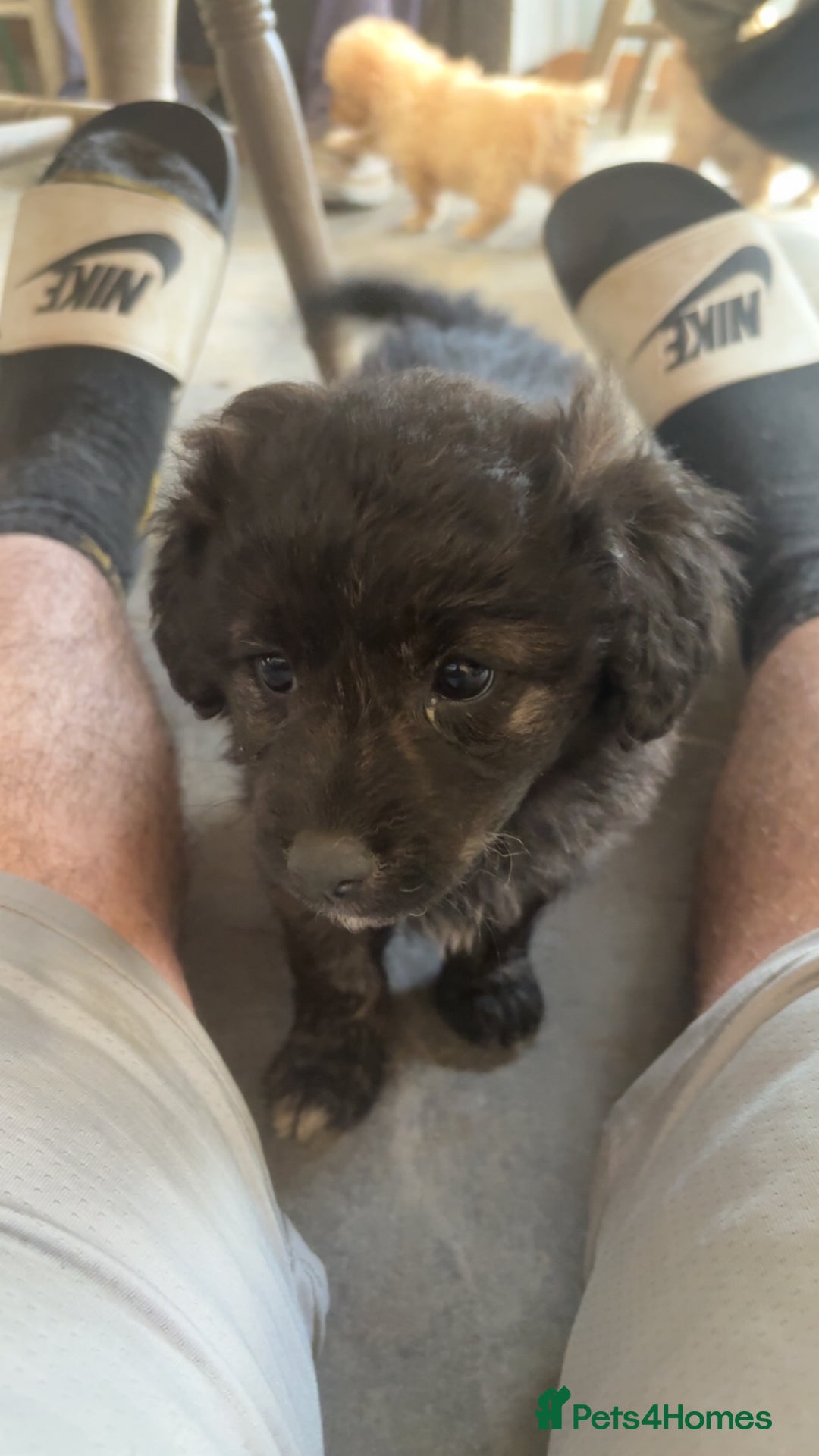 Mixed Breed dogs for sale: Cute Corgipoo s in need of home !! - Advert 7