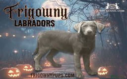 Labrador Retriever dogs for sale:  Stunning Silver Labradors Available  - Image 1