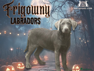 Labrador Retriever dogs - Advert 11