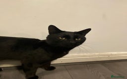 Domestic Shorthair cats for sale: 1 year old boy looking for his new home! - Image 3
