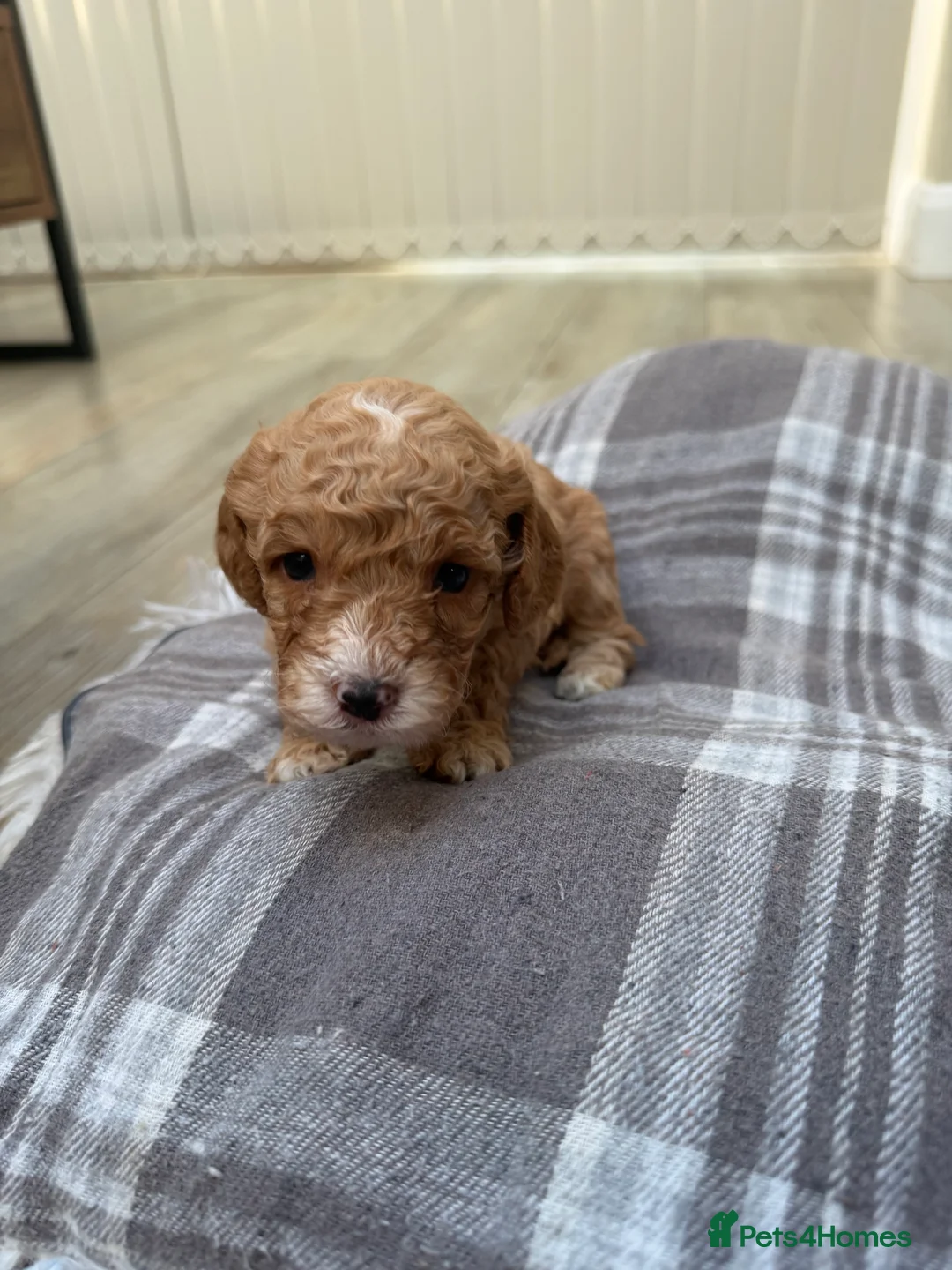 Cavapoo dogs for sale: Cavapoo puppies  - Advert 7