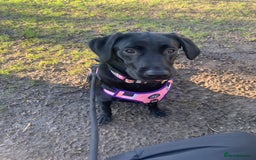 Labrador Retriever dogs for sale: 16 month old Labrador  - Image 2