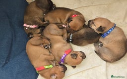 Mixed Breed dogs for sale: 1Boy Left German Shepherd Staffy Dogue de Bordeaux - Image 7