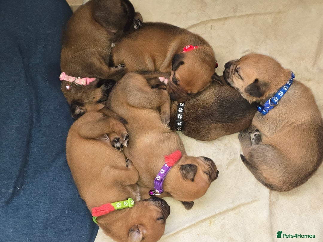 Mixed Breed dogs for sale: 1Boy Left German Shepherd Staffy Dogue de Bordeaux - Image 7