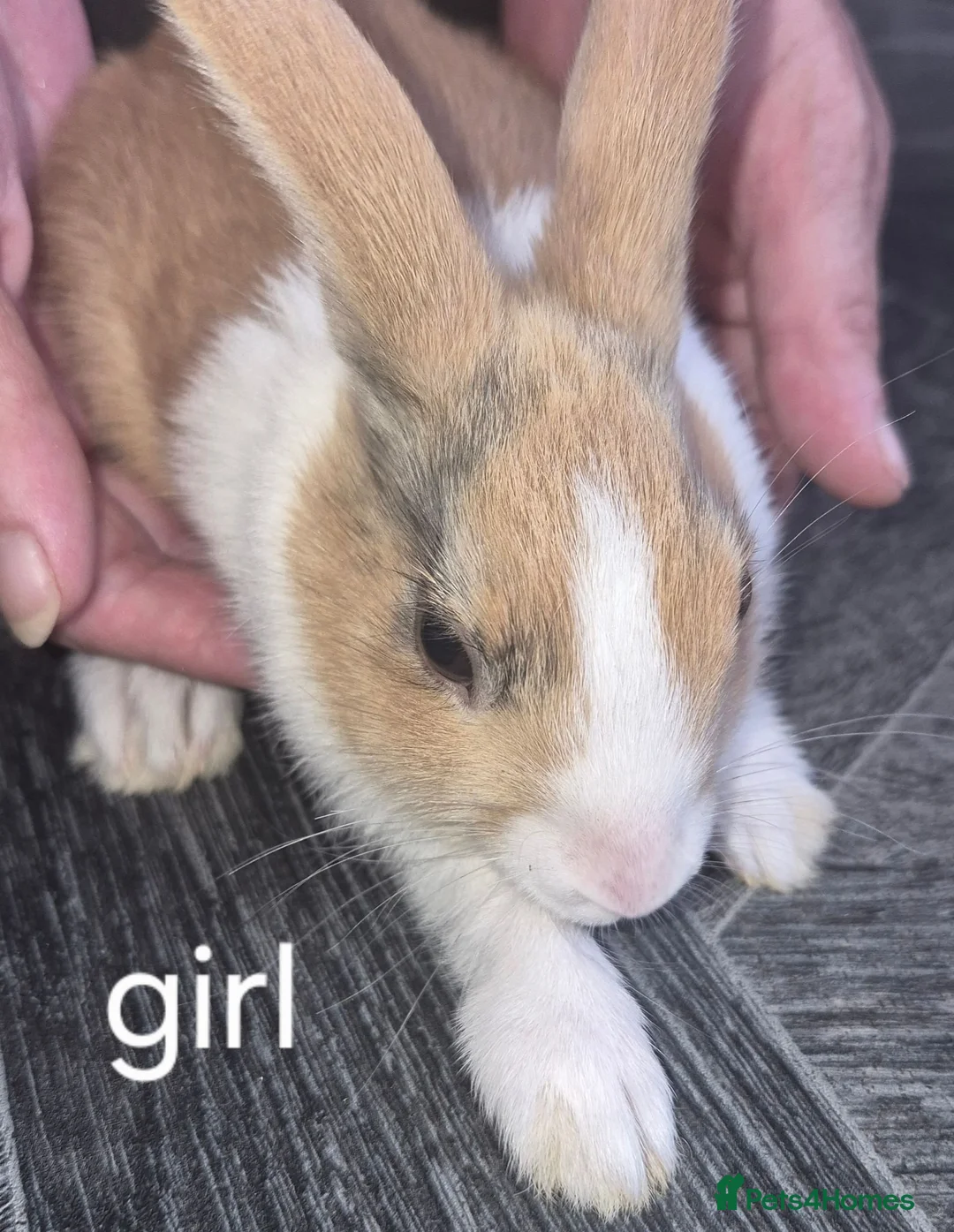 Dutch rabbits for sale: Dutch bunnies - Advert 7