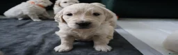 Golden Retriever dogs for sale: Beautiful Golden Retriever Puppies - Advert 4