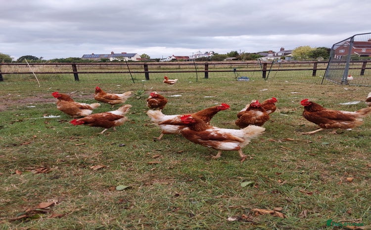 Chickens poultry - Advert 1