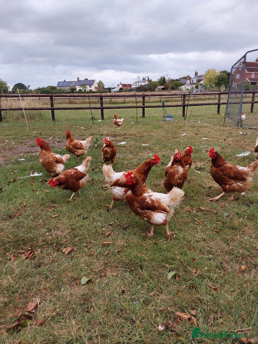 Chickens poultry for sale: Laying chickens  - Image 1