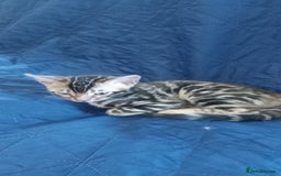 Bengal cats for sale: Pedigree Bengal Kittens - Image 4
