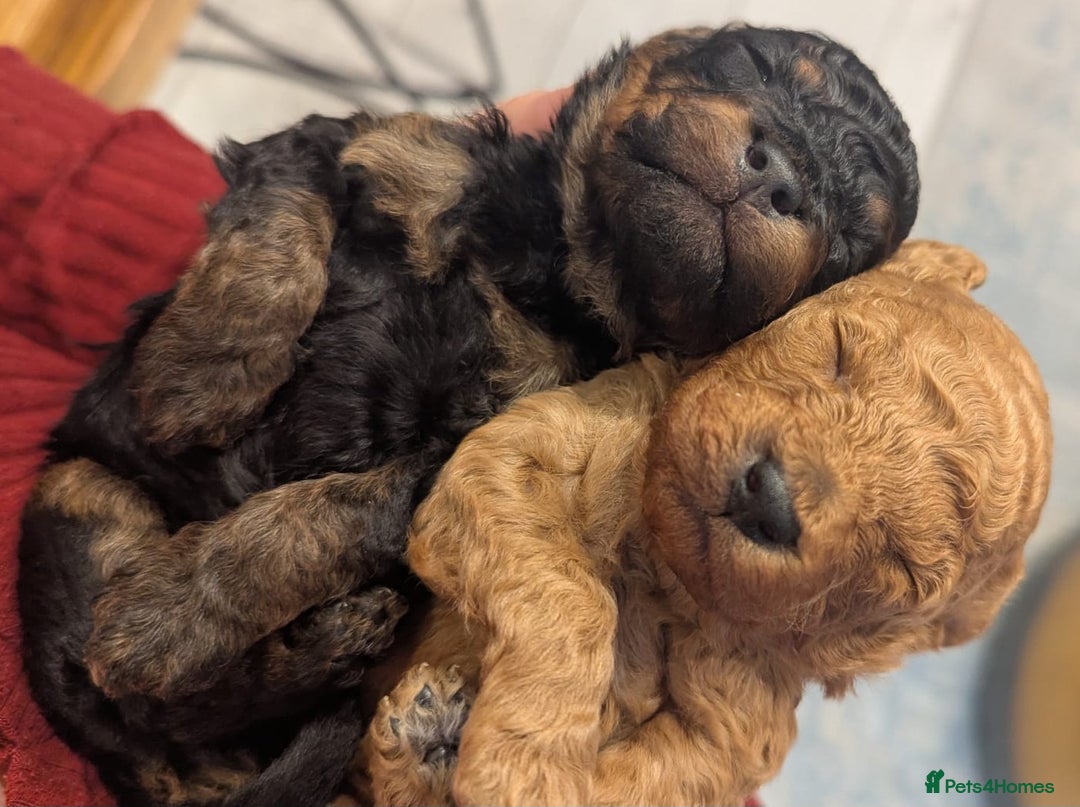 Toy Poodle dogs for sale: 3 Beautiful Boys  - Image 6