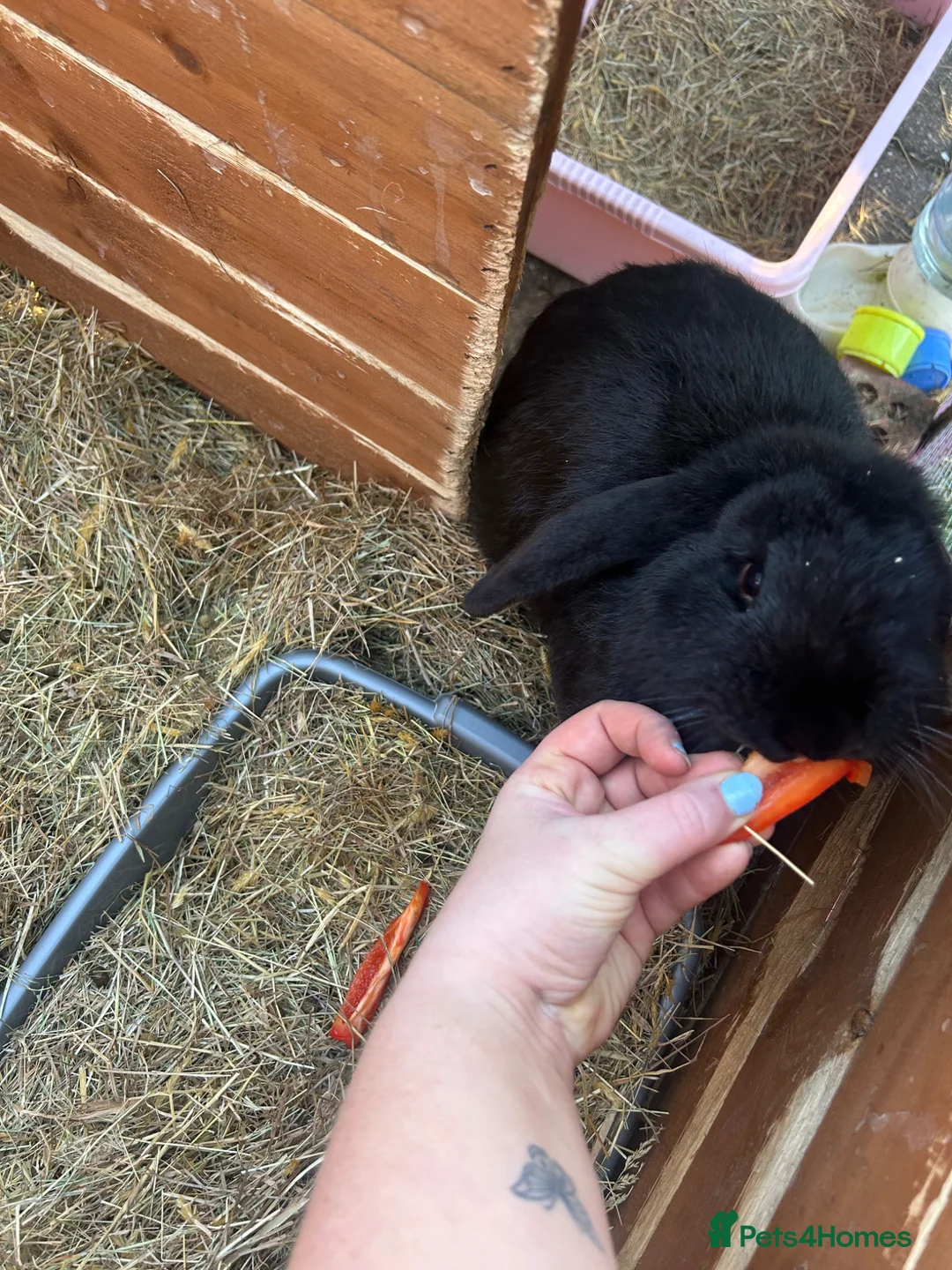 French Lop rabbits for sale: Boy rabbit to rehome  in Stanley - Advert 4