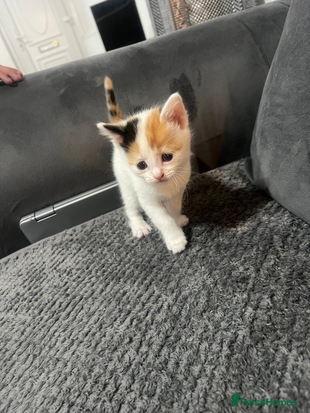 Mixed Breed cats for sale: Beautiful kittens  - Advert 1