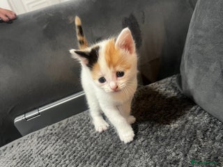 Mixed Breed cats Beautiful kittens - Advert 2