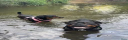 Rottweiler dogs for sale: Rottweiler pups looking for homes  - Advert 11