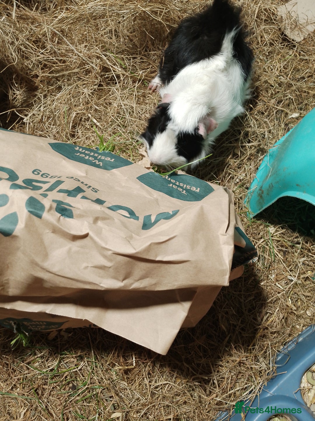 Guinea Pig rodents for sale: 2x male guinea pigs - Image 3