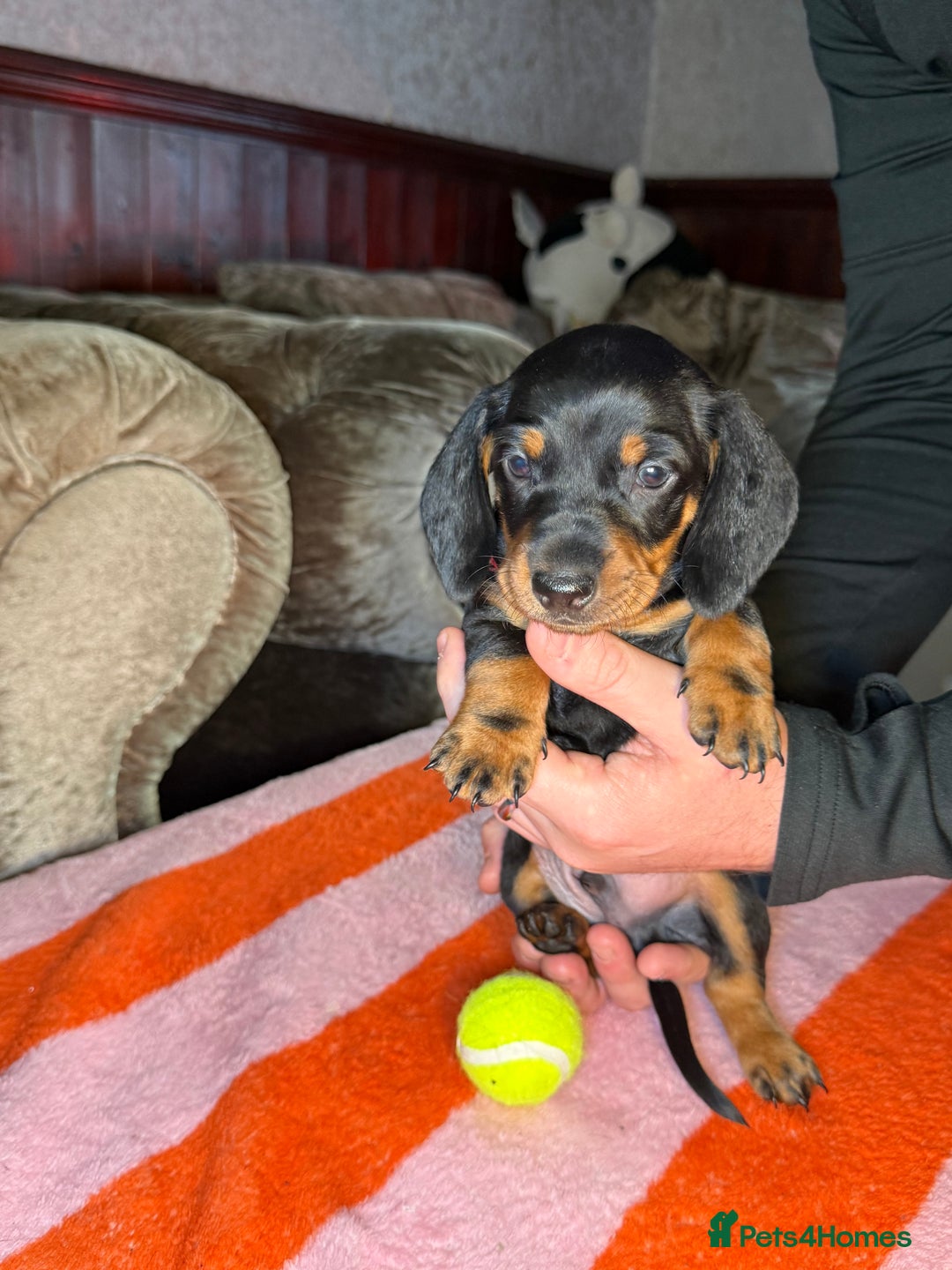 Dachshund dogs for sale: Beautiful Dachshund puppies, ready end of January  - Advert 6